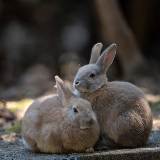 Okunoshima