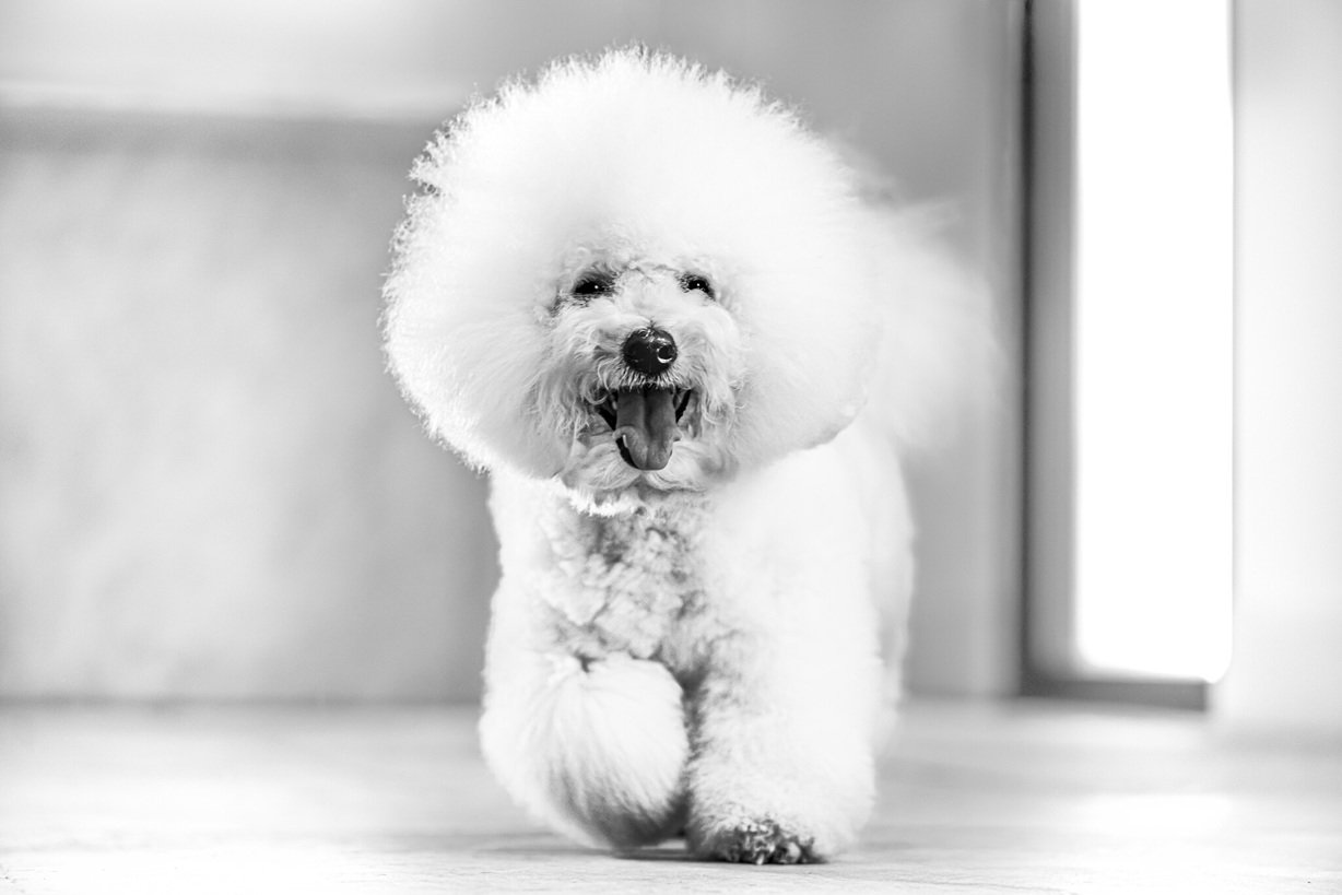 Royal Canin
