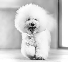Royal Canin