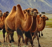 Dzikie, dwugarbne wielbłądy z pustyni Gobi w Mongolii. Są niesłychanie odporne na wielkie upały i srogie mrozy. Zostało ich 1000, to gatunek krytycznie zagrożony.