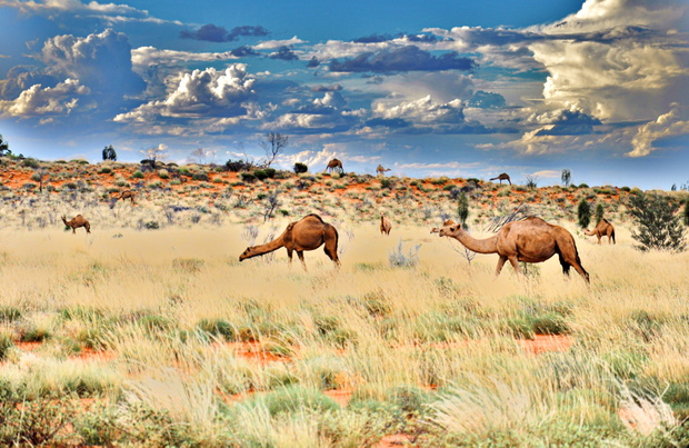 Wielbłądy na pustyni Uluru w centralnej części Australii. Zostały tu sprowadzone w XIX wieku jako zwierzęta pociągowe.
