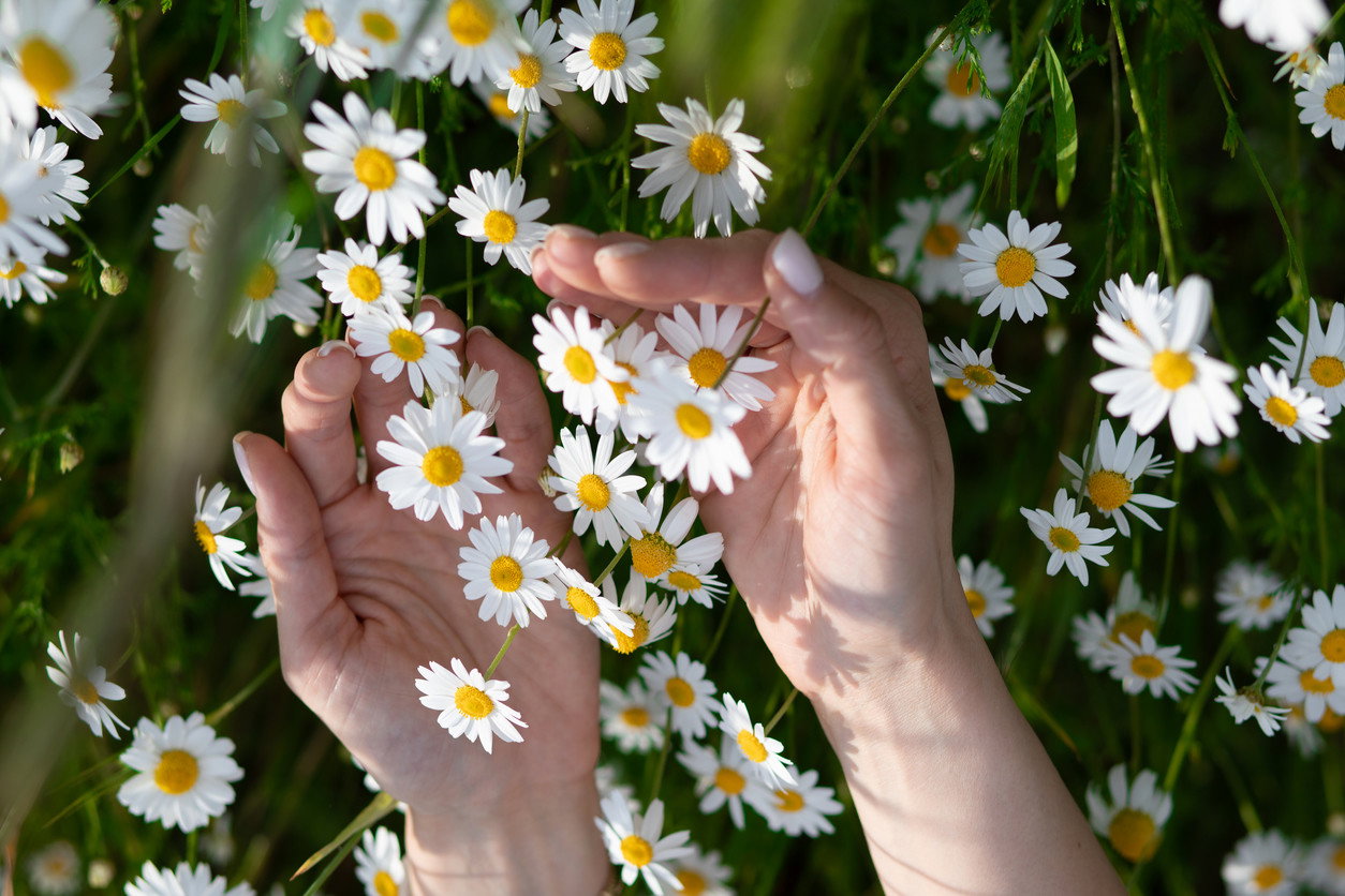 daisy nails to modne paznokcie na wiosnę 2022 z Instagrama