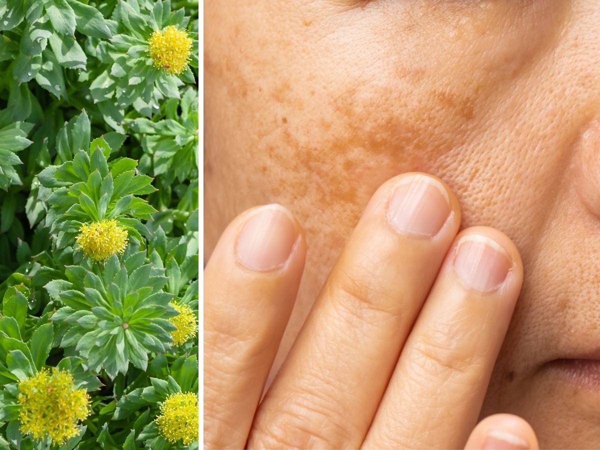 holistic witamina C rozjaśniające skoncentrowane serum, tołpa pro age adaptogen