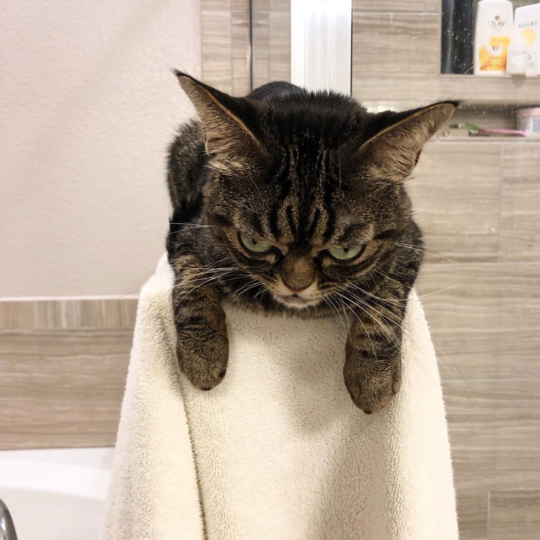 Wściekły kot podbija Instagram - grumpy cat ma konkurencję