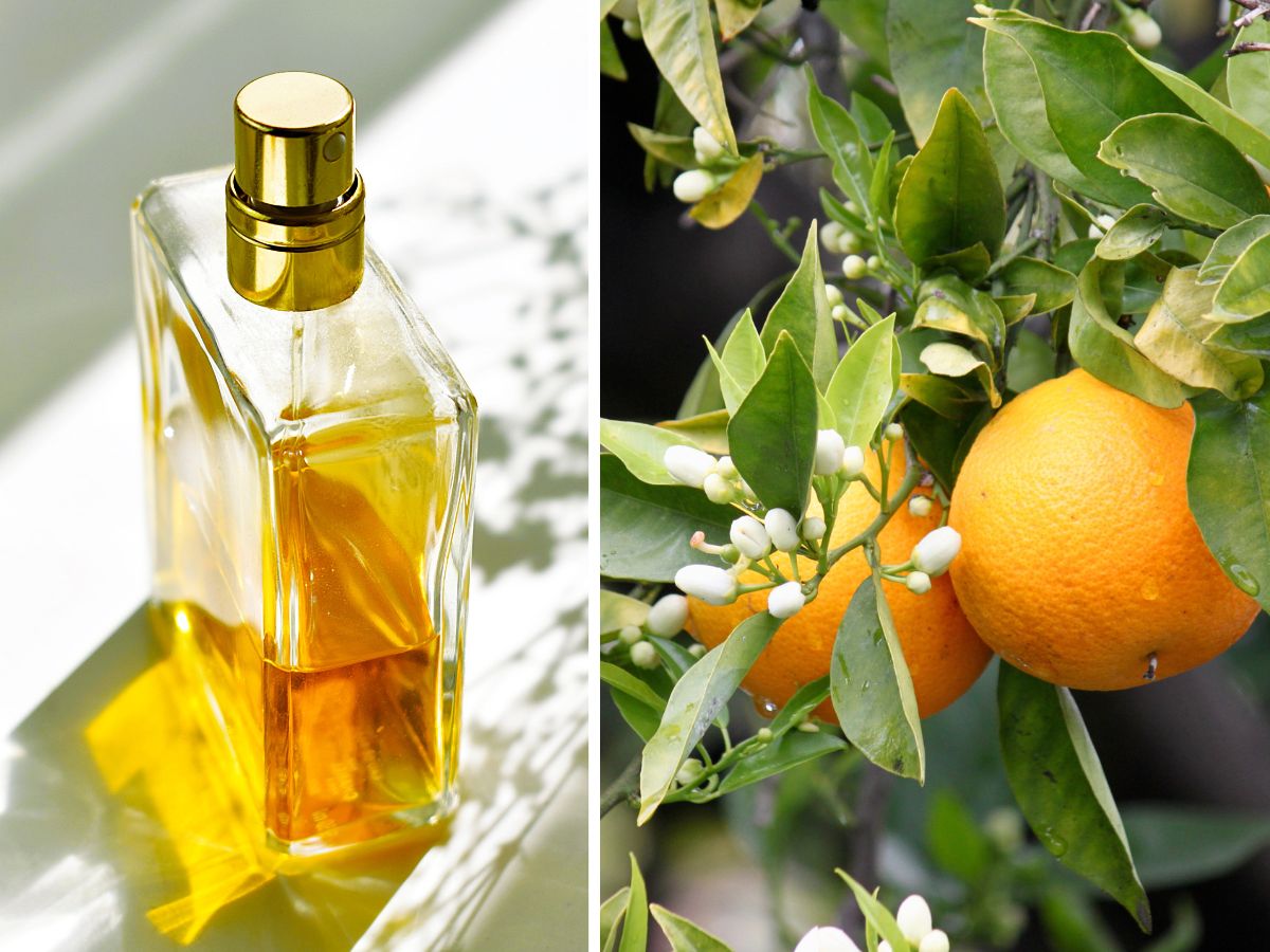 Te perfumy z nutą neroli to arabski majstersztyk na wiosnę