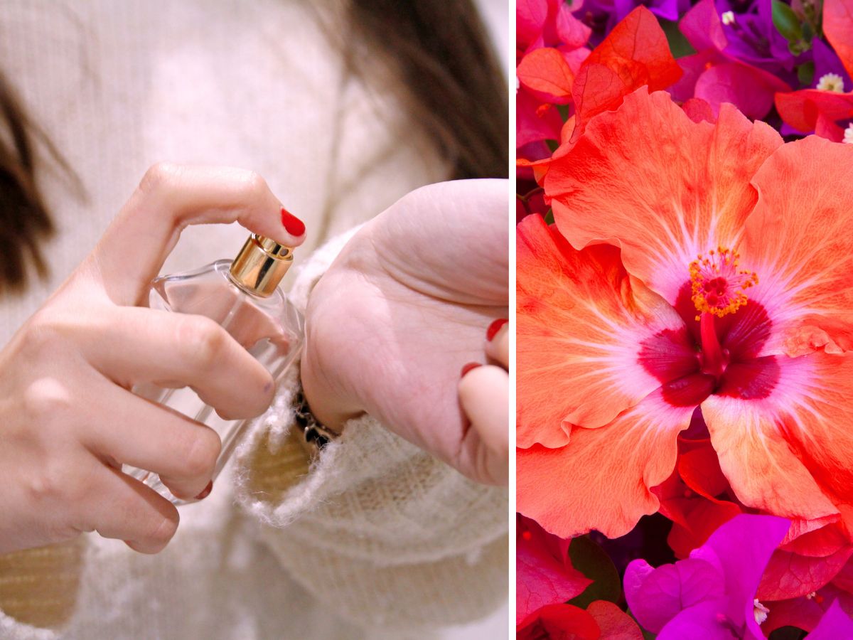 perfumy z nutą hibiskusa