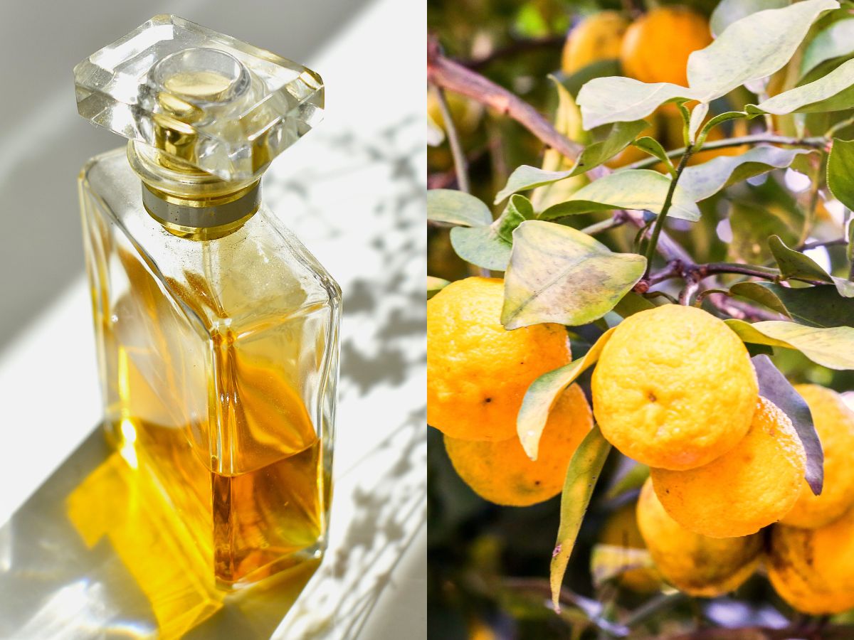 Tanie perfumy z yuzu