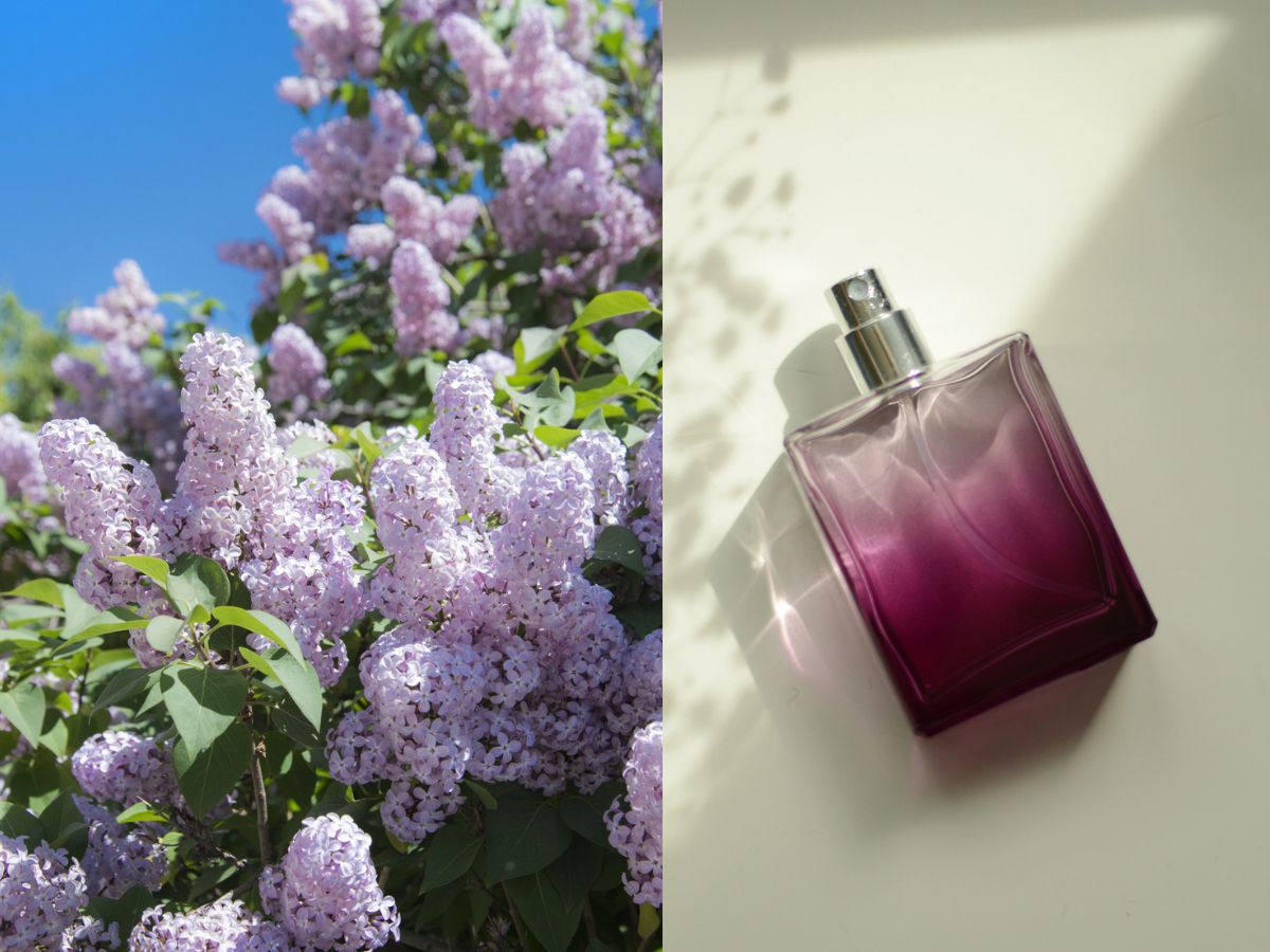 Perfumy o zapachu bzu