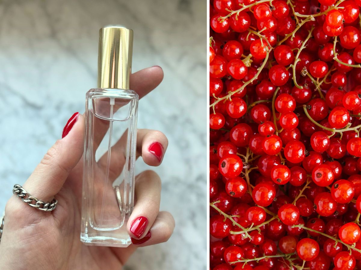 perfumy z wibrującą porzeczką