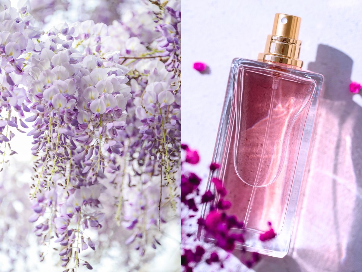 perfumy z japońską wisterią
