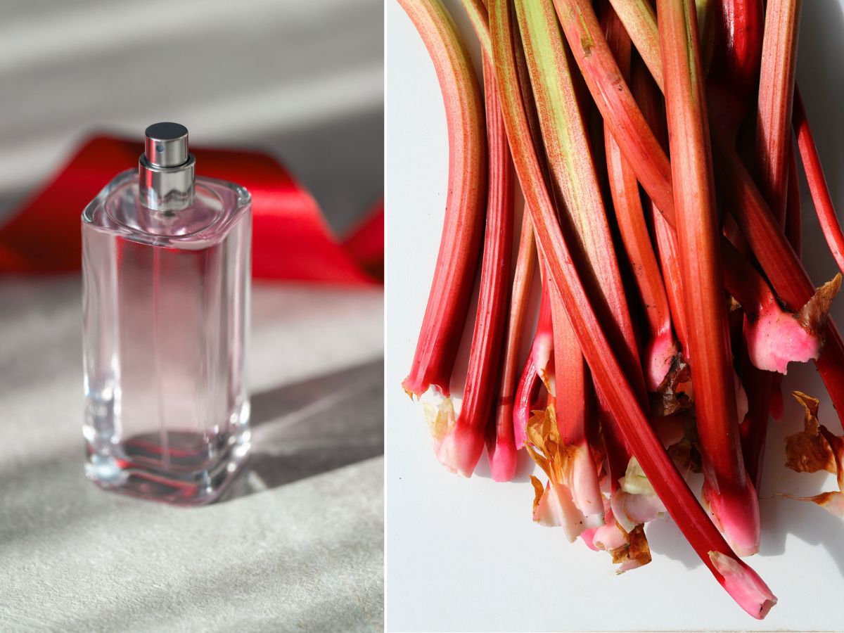 Perfumy z rabarbarem