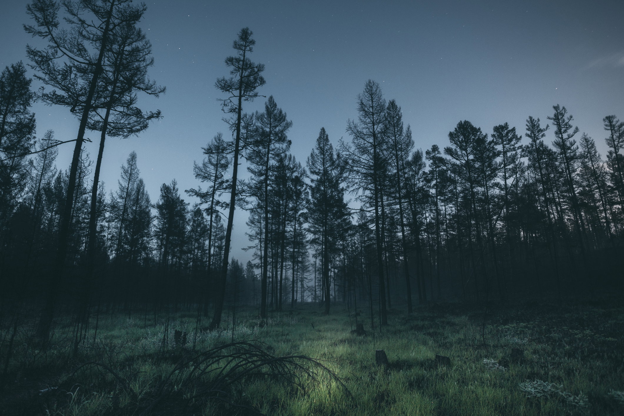 Forest at night