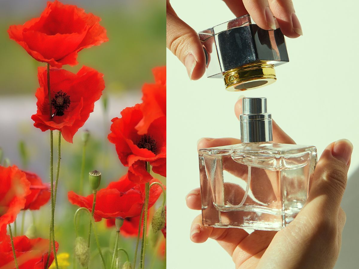 perfumy z makiem