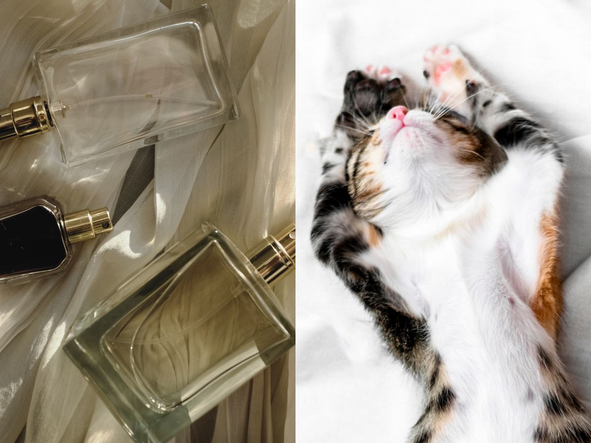 Puszyste perfumy